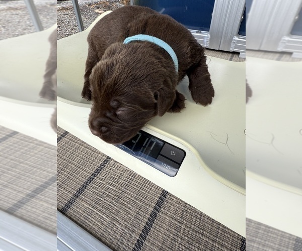 Medium Photo #2 Labrador Retriever Puppy For Sale in CLINTWOOD, VA, USA