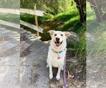 Small #3 Labrador Retriever Mix