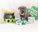 Puppy 3 Cane Corso
