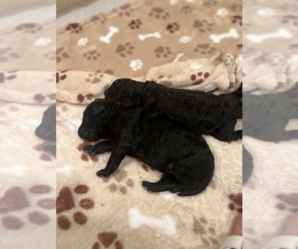Medium Photo #6 Poodle (Standard) Puppy For Sale in SHELBY, NC, USA