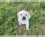 Small Photo #6 Labrador Retriever Puppy For Sale in VANCOUVER, WA, USA