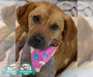 Mutt Dogs for adoption in Kennesaw, GA, USA
