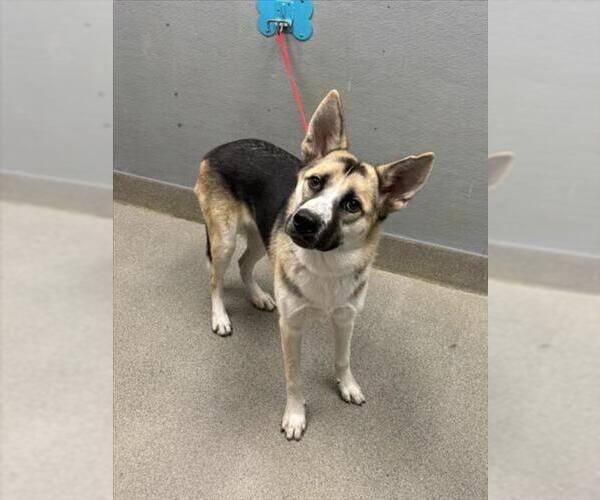 Medium Photo #1 German Shepherd Dog-Unknown Mix Puppy For Sale in Las Vegas, NV, USA