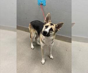 German Shepherd Dog-Unknown Mix Dogs for adoption in Las Vegas, NV, USA