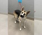 Small German Shepherd Dog Mix