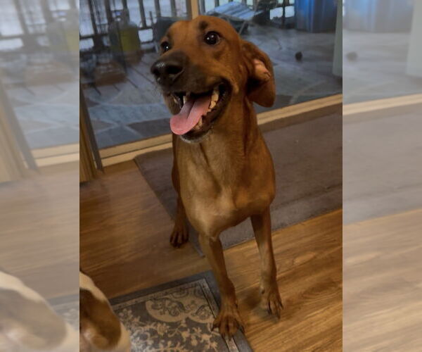 Medium Photo #4 Mountain Cur-Unknown Mix Puppy For Sale in Boston, MA, USA