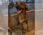 Small #3 Mountain Cur Mix