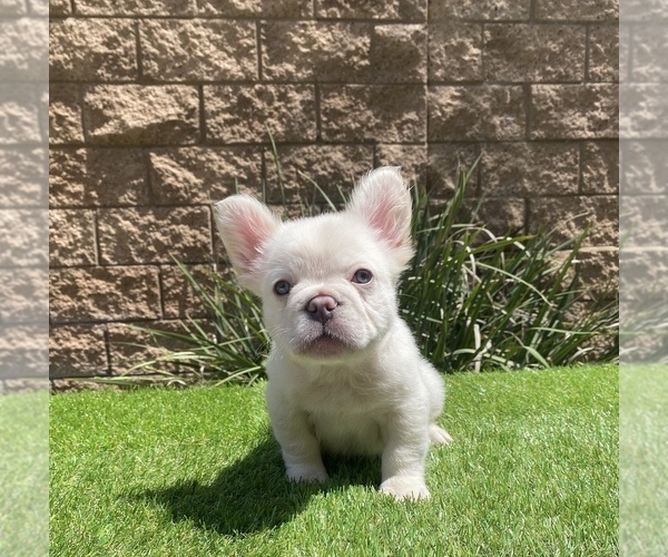 Medium Photo #4 French Bulldog Puppy For Sale in FONTANA, CA, USA