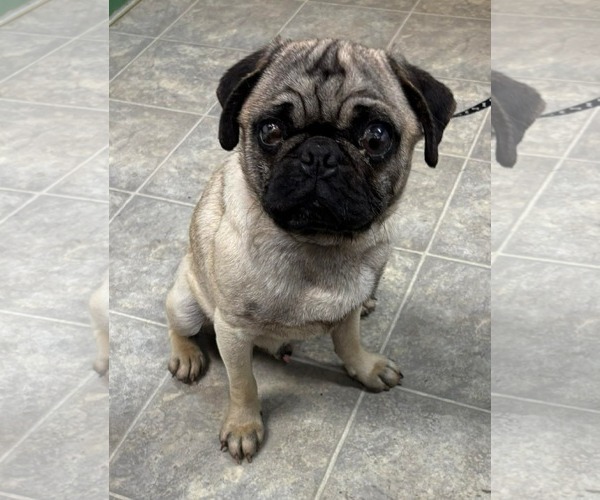 Medium Photo #1 Pug Puppy For Sale in Rustburg, VA, USA