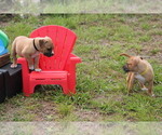 Small Photo #26 American Pit Bull Terrier Puppy For Sale in NAPLES, FL, USA