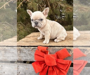 French Bulldog Puppy for sale in MIDDLEBURY, IN, USA