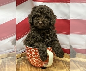 Poodle (Miniature) Puppy for sale in HAYDEN, AL, USA