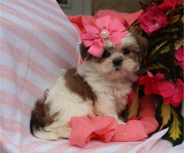 Medium Photo #13 Shih Tzu Puppy For Sale in THORP, WI, USA