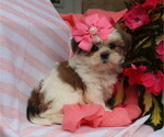 Small #3 Shih Tzu
