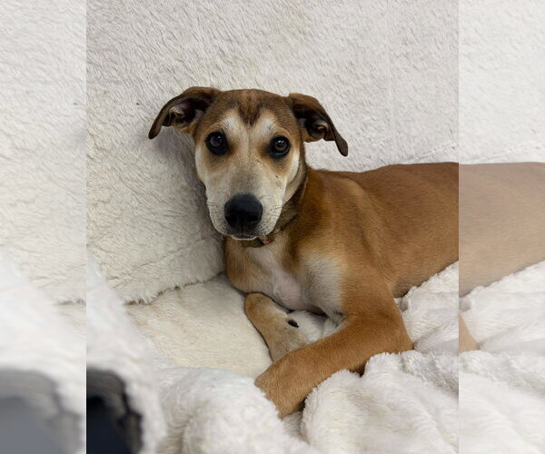 Medium Photo #4  Puppy For Sale in , 