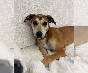 Mutt Dogs for adoption in Cliffwood, NJ, USA
