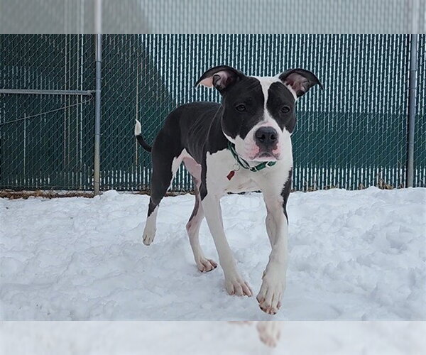 Medium Photo #1 Boxador Puppy For Sale in Springfield, MA, USA