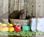 Small Photo #4 Poodle (Standard) Puppy For Sale in PAW PAW, MI, USA