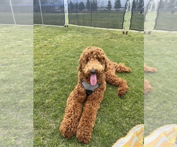 Medium Photo #8 Goldendoodle Puppy For Sale in HUNTINGTON BEACH, CA, USA