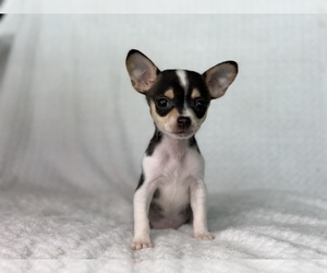 Chihuahua Puppy for sale in BEAUMONT, TX, USA
