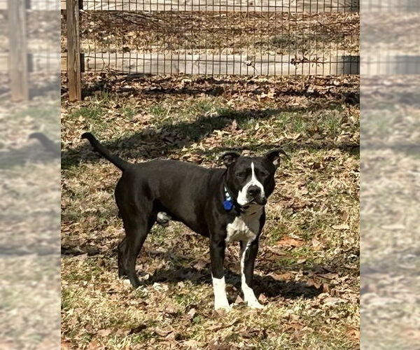 Medium Photo #4 American Pit Bull Terrier-Unknown Mix Puppy For Sale in Spotsylvania, VA, USA