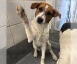 Small #1 Mutt