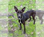Small Labrador Retriever Mix