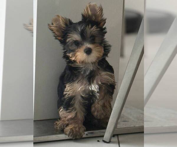 Medium Photo #2 Yorkshire Terrier Puppy For Sale in CORAL SPRINGS, FL, USA