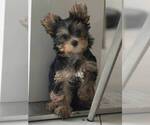 Small #1 Yorkshire Terrier