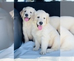 Small Photo #2 Golden Retriever Puppy For Sale in WESLEY CHAPEL, FL, USA