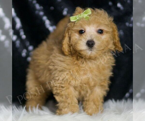 Medium Photo #71 Maltipoo (Miniature) Puppy For Sale in WARSAW, IN, USA