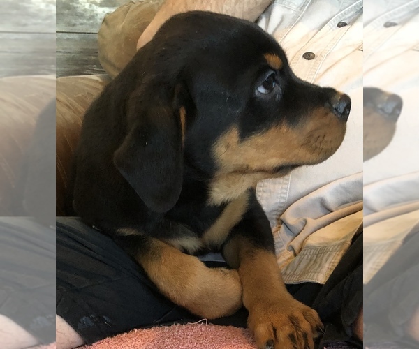 Medium Photo #3 Rottweiler Puppy For Sale in FORT MORGAN, CO, USA