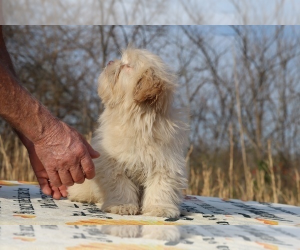 Medium Photo #5 ShihPoo Puppy For Sale in DYERSBURG, TN, USA