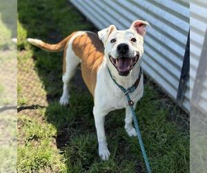 Mutt Dogs for adoption in Modesto, CA, USA