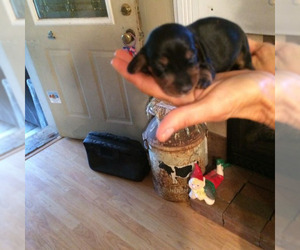 Dachshund Puppy for sale in S BRUNSWICK, NC, USA