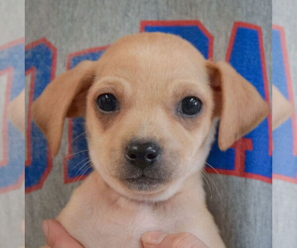 Medium Photo #5 Chiweenie Puppy For Sale in Huntley, IL, USA