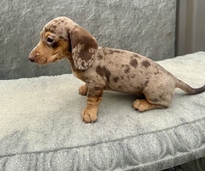 Dachshund Puppy for sale in WEBSTER, FL, USA