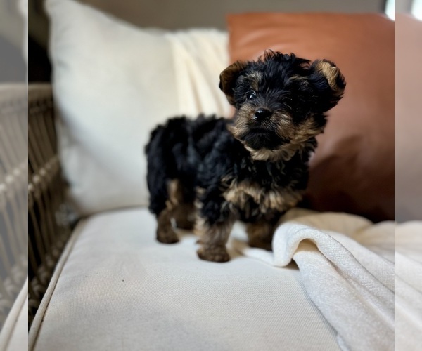 Medium Photo #9 YorkiePoo Puppy For Sale in BREMEN, IN, USA