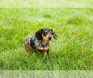 Dachshund Puppy for sale in MILFORD, IN, USA