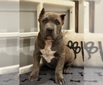 Puppy Light Purple American Bully