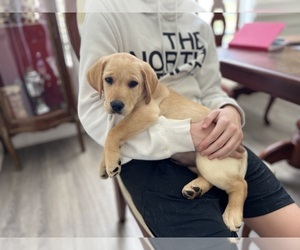 Labrador Retriever Puppy for Sale in EVANS, Georgia USA