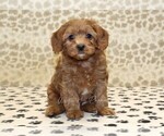 Small #2 Cavapoo