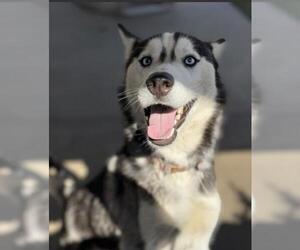 Siberian Husky Dogs for adoption in Chula Vista, CA, USA
