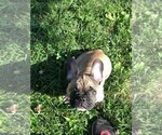 Small Photo #4 French Bulldog Puppy For Sale in READING, PA, USA