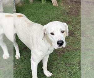 Mutt Dogs for adoption in Tulsa, OK, USA
