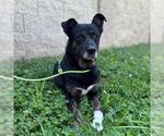 Small #1 Anatolian Shepherd Mix