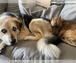 Small #4 Labrador Retriever-Siberian Husky Mix