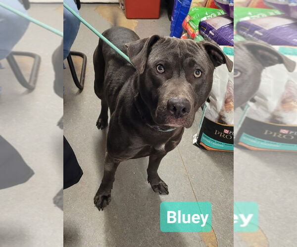 Medium Photo #1 Labrador Retriever-Unknown Mix Puppy For Sale in Richmond, IN, USA