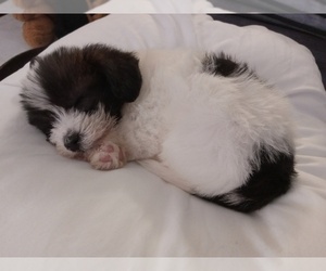 Jack Russell Terrier-Shih Tzu Mix Puppy for sale in MYRTLE BEACH, SC, USA