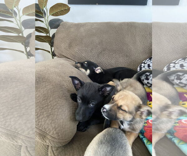 Medium Photo #2 Mutt Puppy For Sale in Sandy, UT, USA